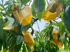 -老袁家蜜桃农场·阳山水蜜桃