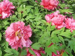 -莲花池公园