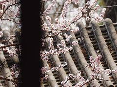 -颐和园