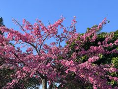 -东莞植物园