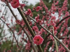 -奉天蚨祥饺子馆