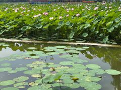 -莲花池公园