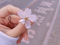 -尚湖风景区
