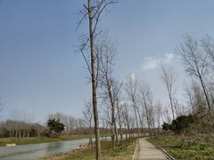 -合肥滨湖国家森林公园