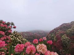 -贵州百里杜鹃风景名胜区