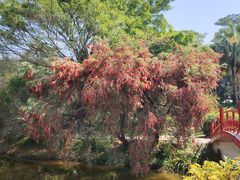-东莞植物园