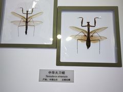 -上海昆虫博物馆