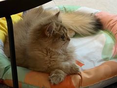 -小猫来了·猫舍(红山六九七九店)