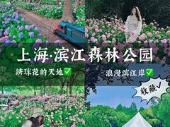 -上海滨江森林公园