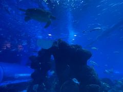 -成都浩海立方海洋公园