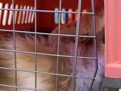 -小猫来了·猫咪专售(红山六九七九店)