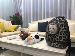 -宠爱国际动物医院· 猫科· 外科·中兽医(长白店)