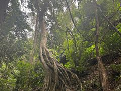 -西双版纳原始森林公园