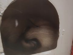 -藏猫猫咖啡主题馆(中央大道店)