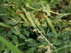 -中国天府农业博览园