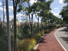 -上海长兴岛郊野公园