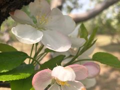 -野鸭湖国家湿地公园