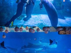 -烟台海昌鲸鲨海洋公园