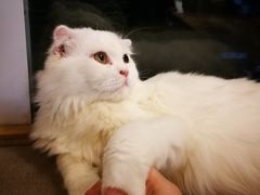 -猫和宫(六道口店)