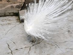 -哈尔滨北方森林动物园