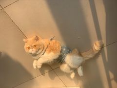 -达爱动物医院·犬猫分区·CT·复杂眼科(远洋山水分院)