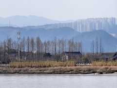 -江心屿景区