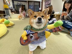 -逗柴咖啡屋·狗咖猫咖宠物桌游