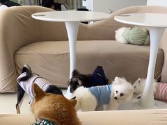 -怪兽屋·羊驼·猫咖·狗咖(俊华广场店)