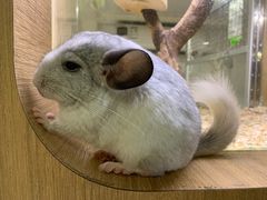 -藦茜花园宠物主题亲子互动体验馆(国顺东路店)