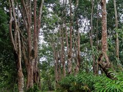 -中国科学院西双版纳热带植物园