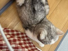 -小小班私人影院·猫咖(万达茂广场店)