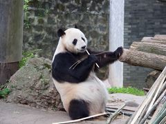 -都江堰中华大熊猫苑