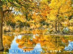 -金塔沙漠胡杨林景区