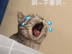 -关爱宠物医院·猫科中心·消化科(滨湖万达分院)