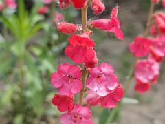 -北京植物园-展览温室