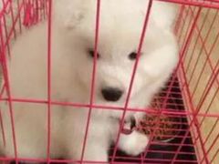 -伟伟宠物医院·CT影像中心·瑞派犬猫综合性门诊(汉口总院)