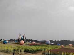 -空港花田景区