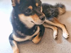 -喜柴咖啡·柴犬狗咖