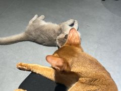 -琪喵猫屋·撸猫猫咖·猫舍