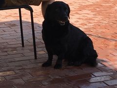 -趣玩宠物乐园寄养训犬训狗游泳池