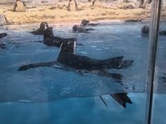 -帝企鹅自助餐厅•儿童岛•真企鹅(长隆企鹅酒店)