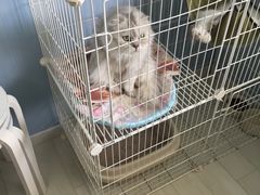 -喵的天空名猫咖啡馆·撸猫·猫舍·用品