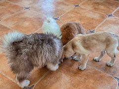 -Let's go狗咖·猫咖·奶狗·桌游(春熙路IFS店)