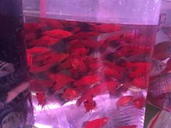 -中环花鸟鱼虫市场