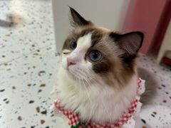 -毛绒耶耶撸宠馆·猫咖·狗咖·荷兰猪咖