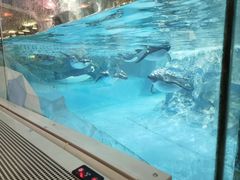 -帝企鹅自助餐厅•儿童岛•真企鹅(长隆企鹅酒店)