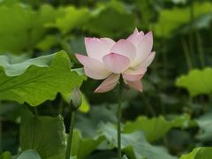 -四川大学(华西校区)