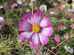 -庞各庄翠芳园西瓜蔬菜基地采摘园