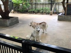 -TrueLove @ Neverland (Husky Cafe)