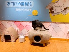 -猫冇咖·家门口的撸猫馆(大融城店)
